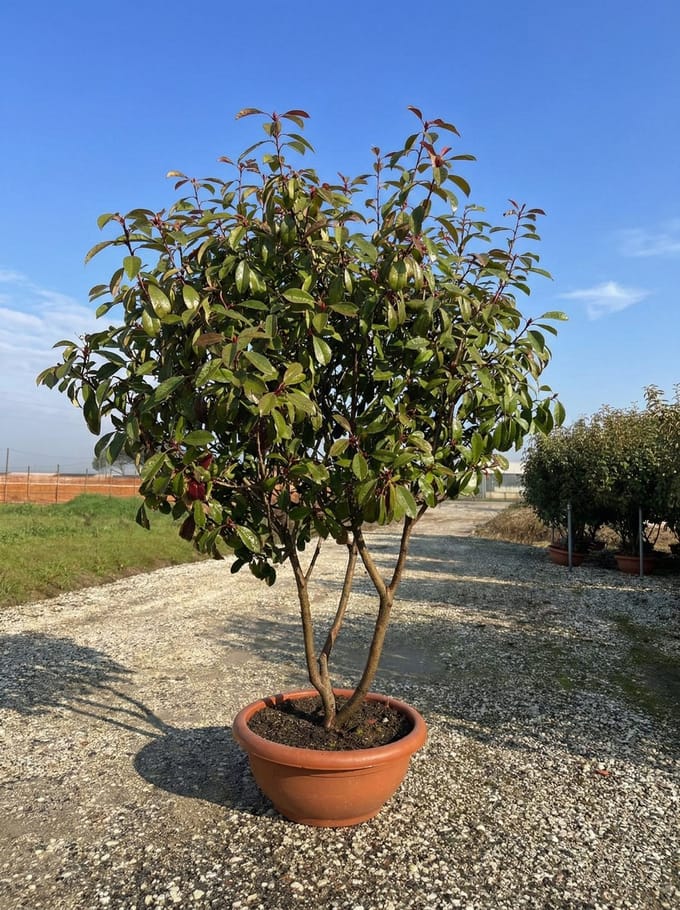 Sunny Tree - Photinia fraseri ‘Red Robin’ – meerstammige boom – Glansmispel – 180 cm