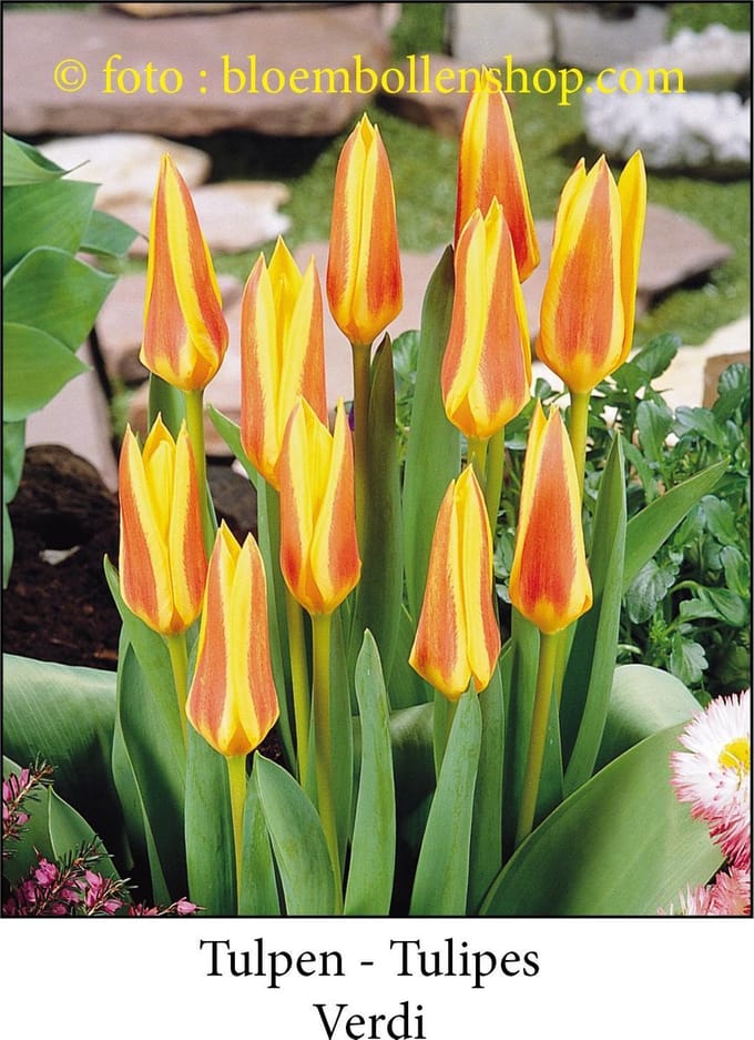 tulp Verdi 25 bollen maat 12/+ tulpen - bloembollen- tulpenbollen