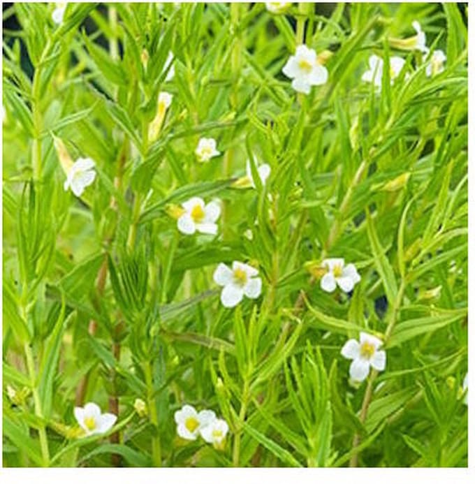 Moerings Gratiola Officinalis | Genadekruid | In 9CM pot
