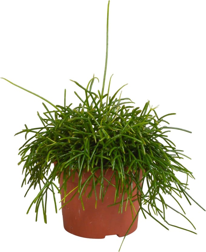 Rhipsalis baccifera Oasis 12 cm
