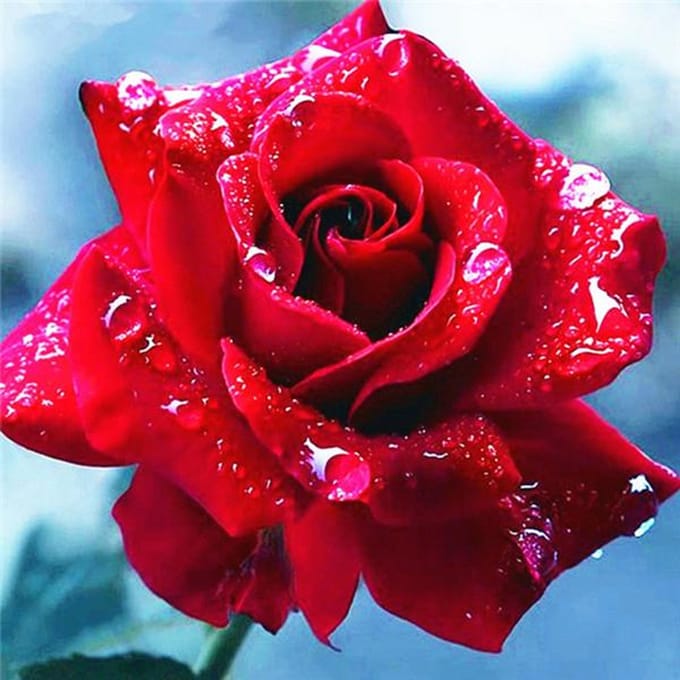 Diamant broderie fleurs à la main diamant peinture Rose image de strass 50x50CM noir