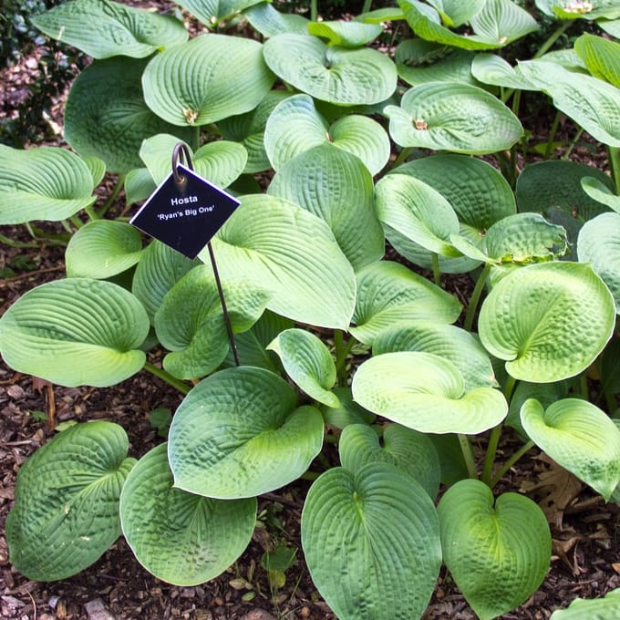 6x Hosta hybrida 'Ryan's Big One' Pot 9x9cm - Grote Hosta voor in de tuin