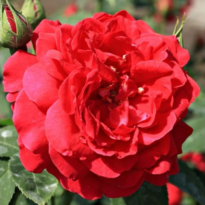 Rosa 'Diablotin' - Prachtige planten voor in de tuin
