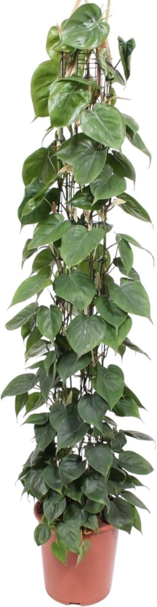 Philodendron Scandens gaasrek - 160 cm - ø27