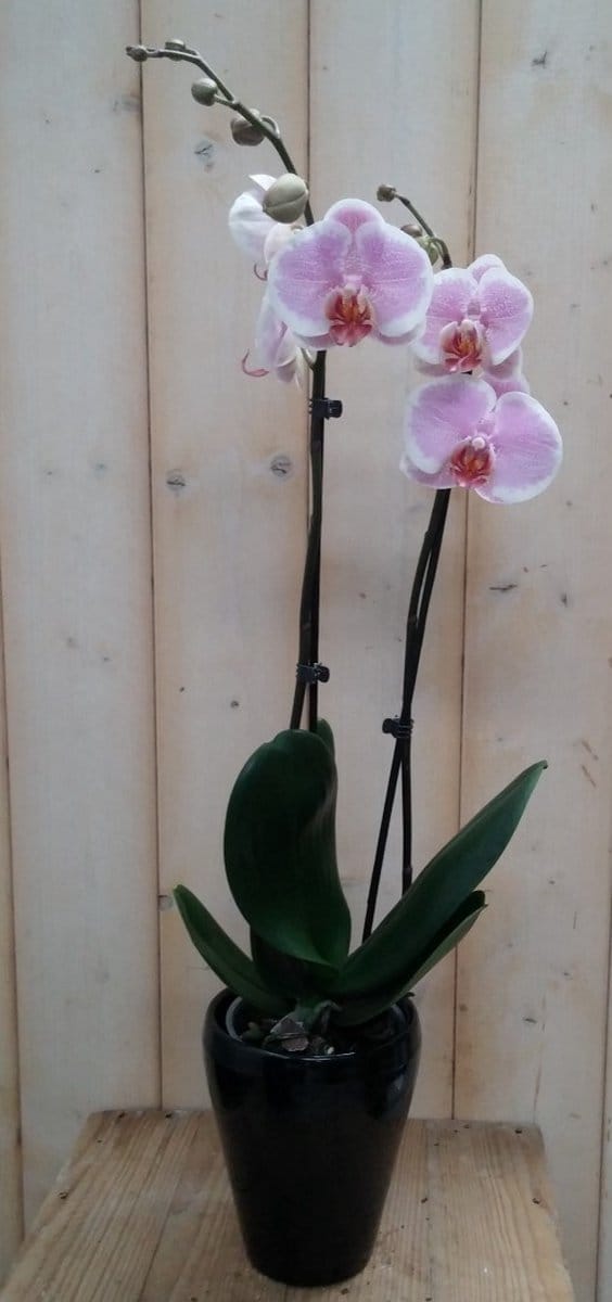 Warentuin natuurlijk - Orchidee Phalaenopsis in zwart potje Waternt...