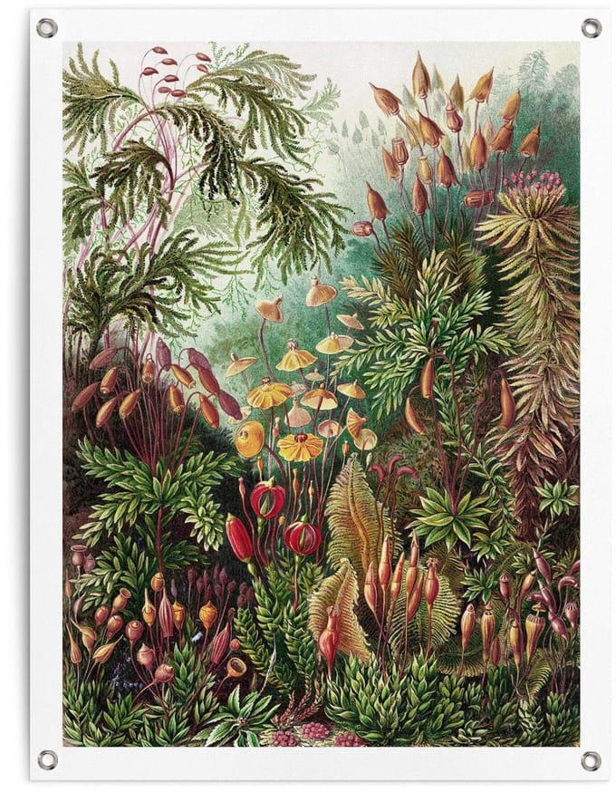 Tuinposter Sea Flora - 80 x 60 - Canvas - REINDERS
