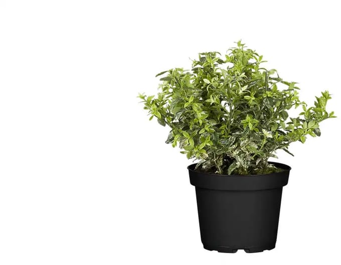 JUNAVERA Euonymus fortunei 'Harlequin' | bontbladige wintergroene bodembedekker | 12 cm pot | 25 cm hoog