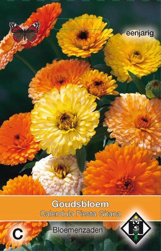 2 stuks Van Hemert & Co Calendula officinalis Fiesta Gitana