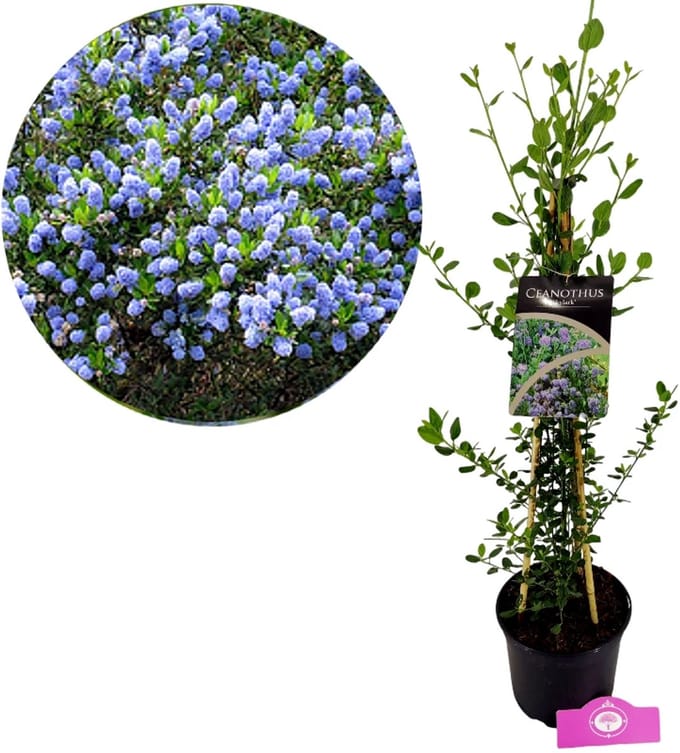 Ceanothus impressus 'Skylark' Amerikaanse sering, 2 liter pot