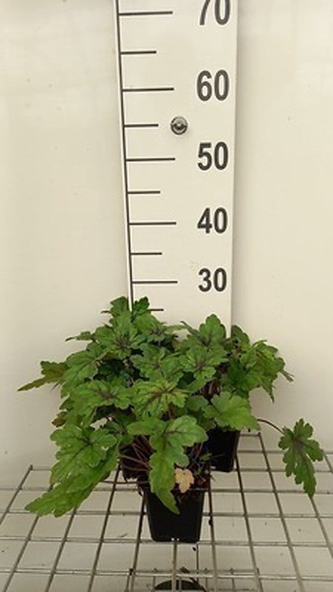 6x Perzische muts - Tiarella hybr. 'Sugar & Spice'® | 9x9 cm pot
