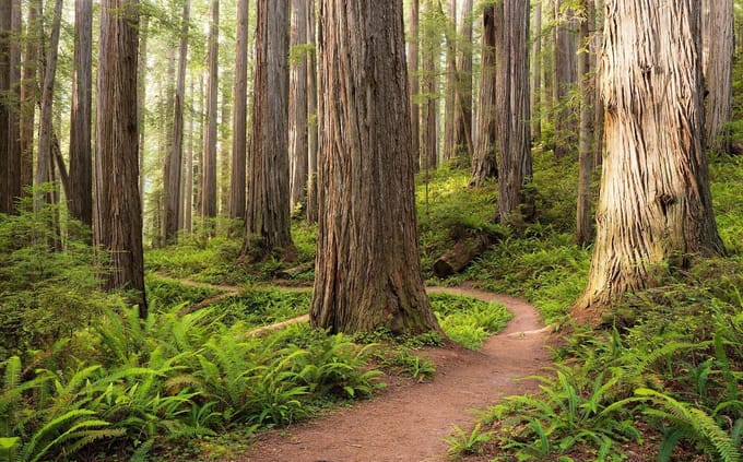 Fotobehang Redwood Trail - Meerkleurig - 2,80m X 450cm