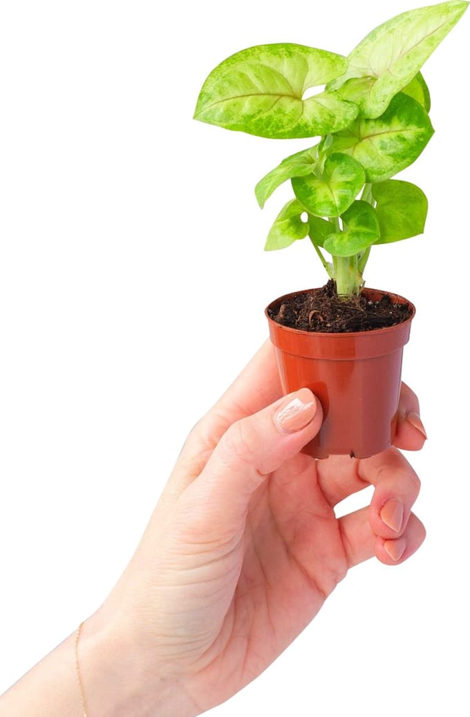 PLNTS - Baby Syngonium Mango Allusion - Kamerplant - Kweekpot 6 cm - Hoogte 15 cm
