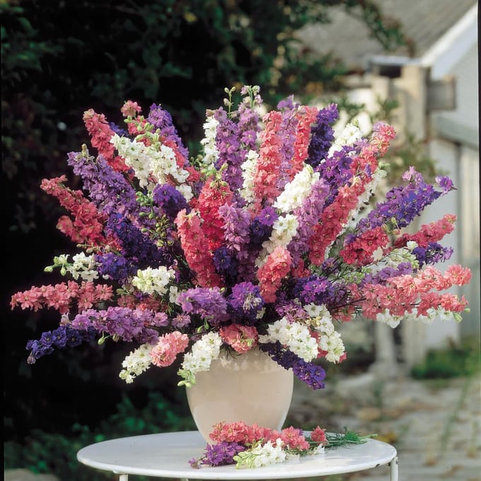Sluis Garden - Ridderspoor Imperial Mix, dubbelbloemig (Delphinium)