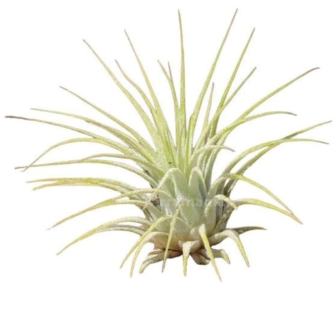 JUNAVERA Tillandsia Ionantha