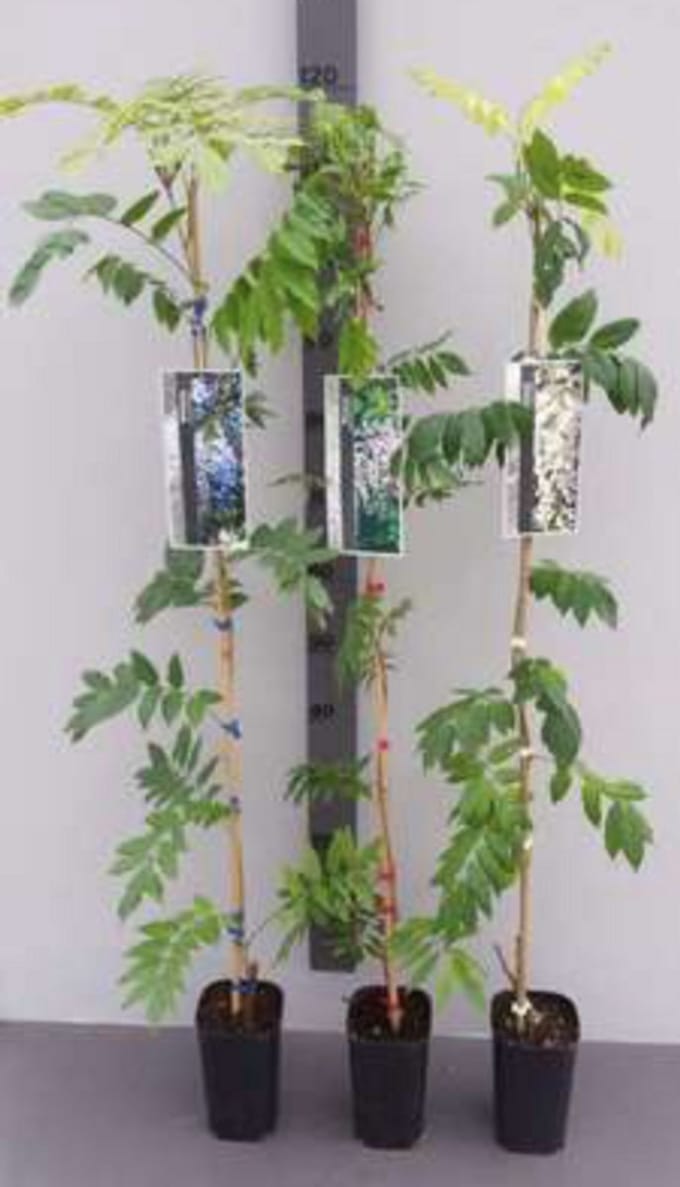 Wisteria sin. 'Prolific' ( 'boskoop') - Chinese Blauwe Regen80-100 cm | pot
