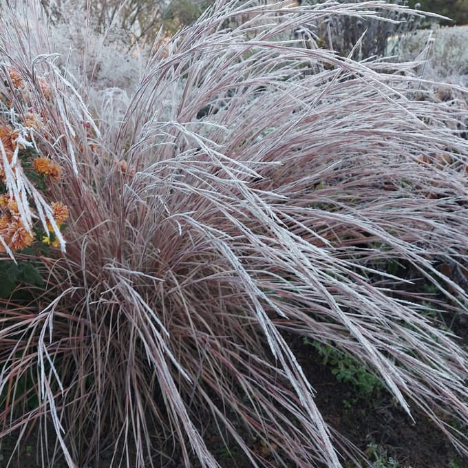 6x Schizachyrium scoparium 'Wildwest' Pot 9x9cm - Siergras voor in de tuin