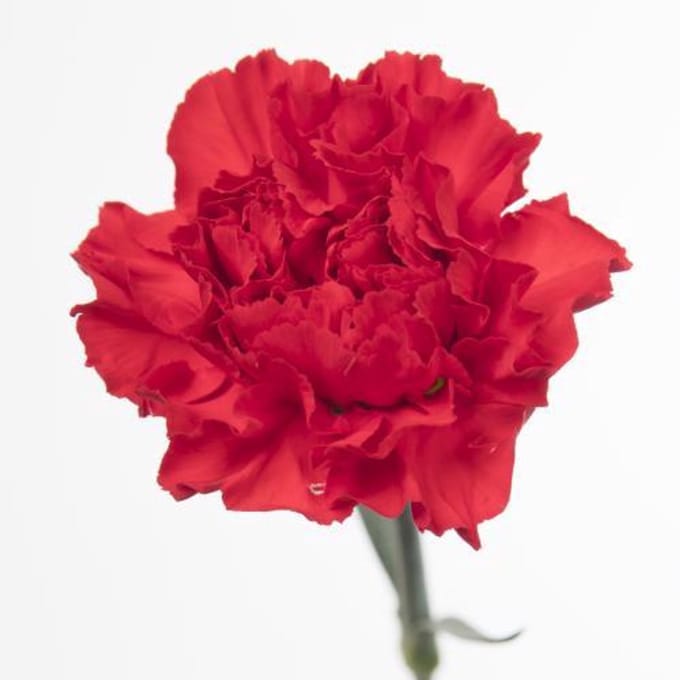20x Dian. - rood 60cm