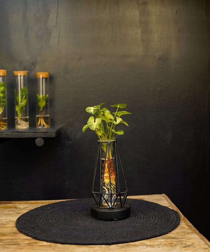 Turijn | lichtplantje | Hydroponie |Diamond|Syngonium Pixie
