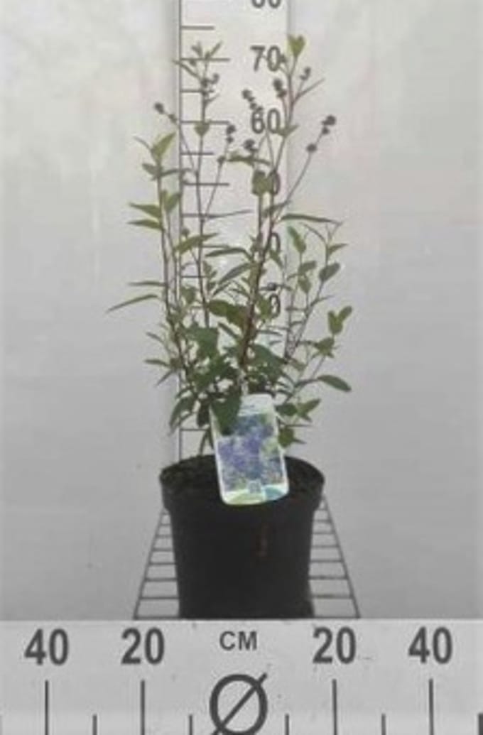 Ceanothus x delileanus 'Henri defosse' - Amerikaanse Sering, Sikkelbloem 40 - 50 cm in pot