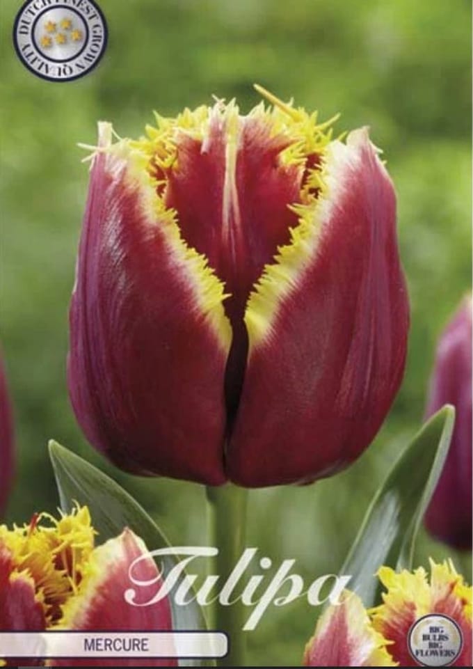 Dutch Finest Quality bloembollen - Tulpen Tulp Fringed Mercure x7 12/+s
