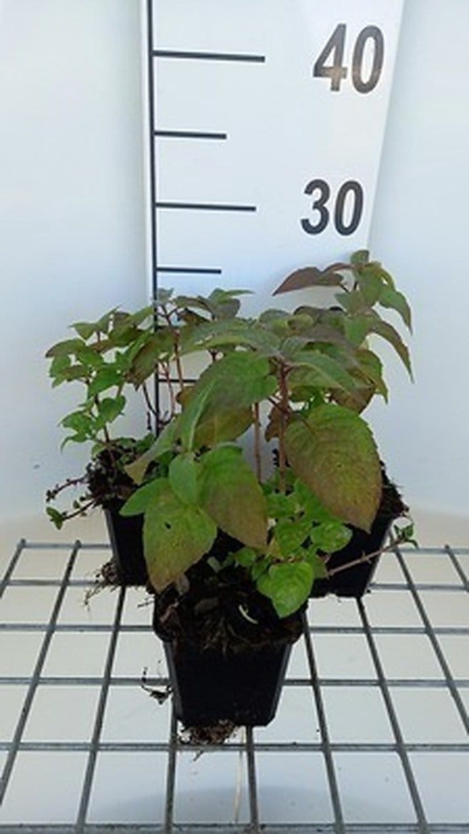 6x Bergamotplant - Monarda hybr. 'Croftway Pink' | 9x9 cm pot