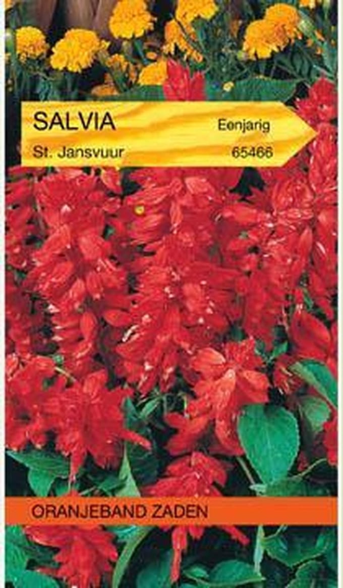 Salvia, Vuursalie St Jansvuur