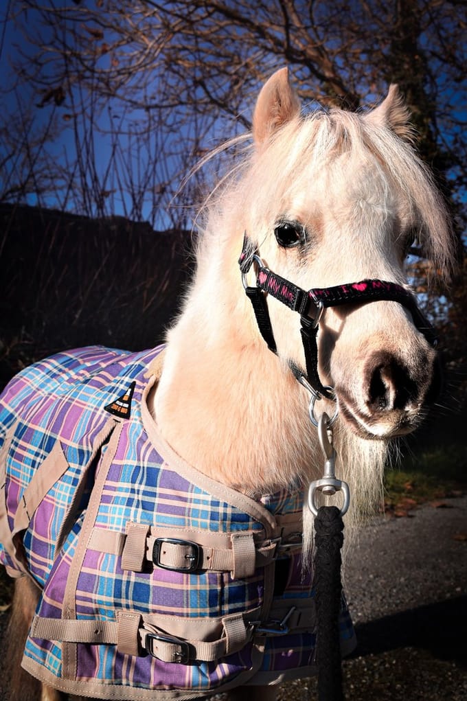 MHS Halster I Love My Mini Mini Veulen Zwart / Roze