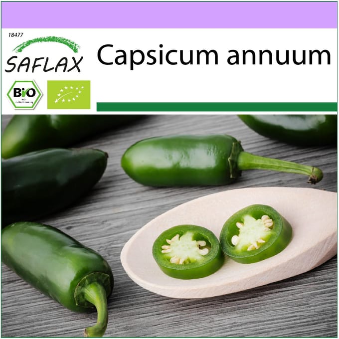 SAFLAX - Biologisch - Hot Chili Pepper – Vroege Jalapeno - 20 zaden - Capsicum annuum