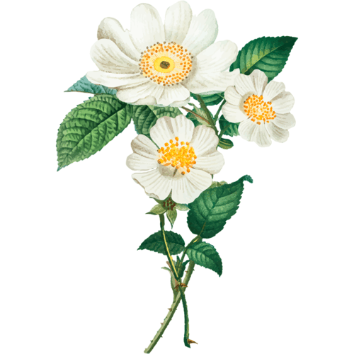 Natural Heroes Cistus / Rock Rose EO - Cistus ladanifer - 5 ml