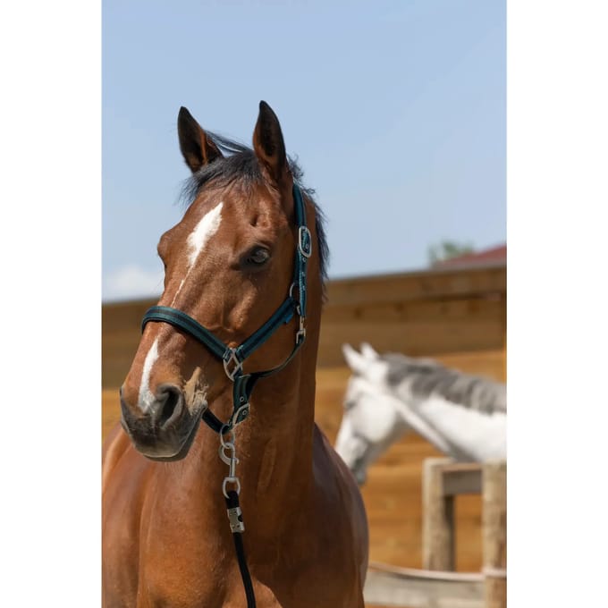 Satijnen paardenhalster Norton