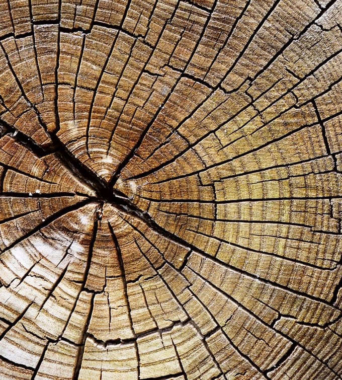 Fotobehang - Wood 225x250cm - Vliesbehang