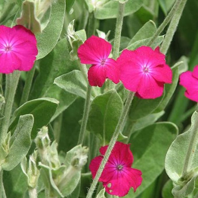 6 x Lychnis Coronaria - Prikneus pot 9x9cm