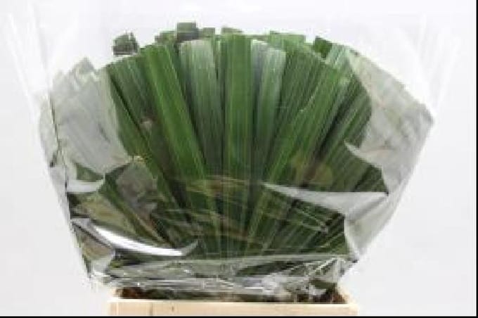 30x Sg rhapis humilis 50cm