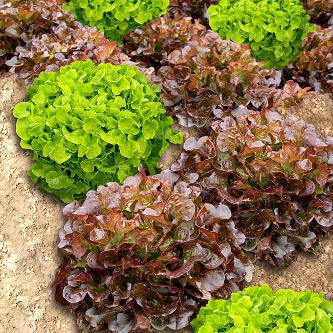 Sluis Garden - Pluksla Red & Green Salad Bowl - BIO zaailint
