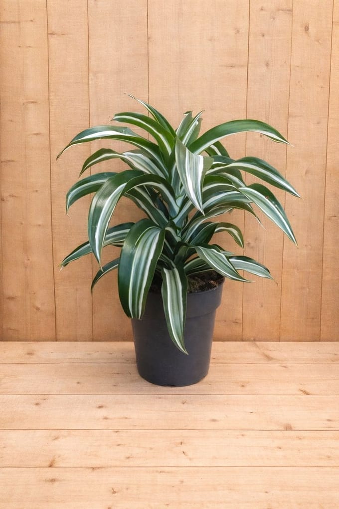 Drakenbloedboom Dracaena Witbont Klein