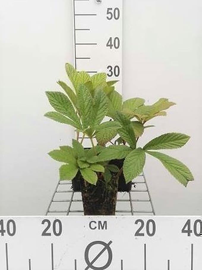 6x Kijkblad - Rodgersia pinnata | 9x9 cm pot