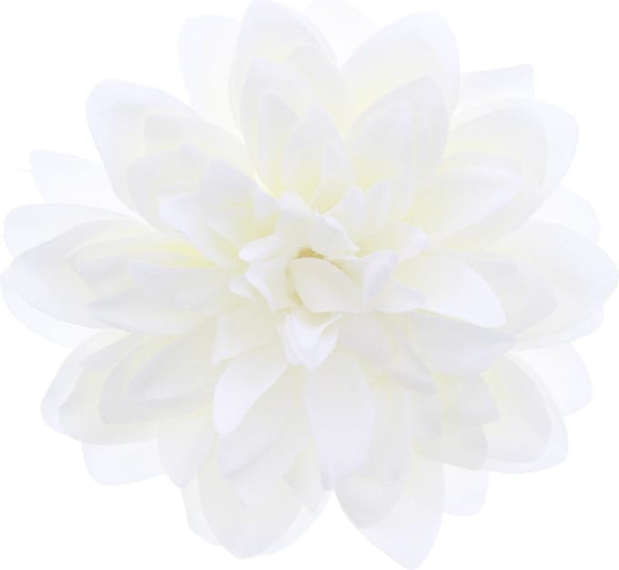 Zac's Alter Ego - Large chrysanthemum Haarbloem - Wit