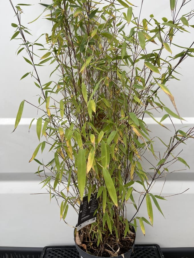 Bamboe 100-125 cm - Fargesia 'Winter Joy' | 5,7 liter pot