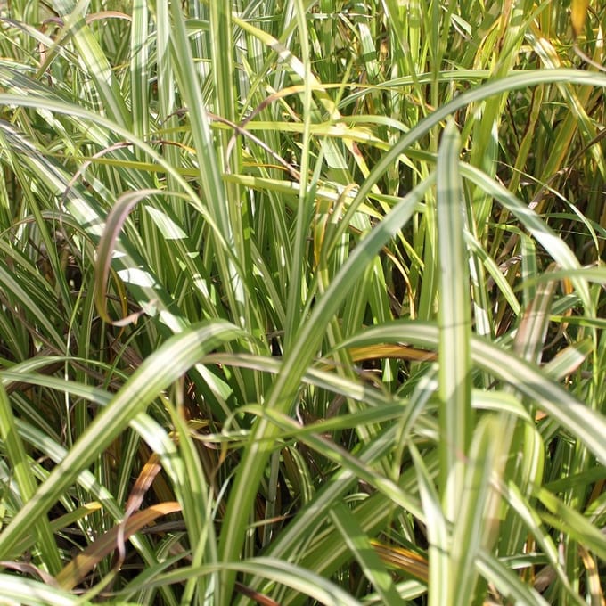 6x Prachtriet - Miscanthus sinensis 'Cabaret' - Pot 9x9cm