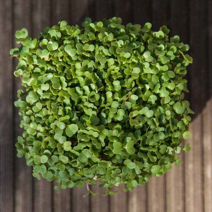 Spruit-Kiemgroente Rucola Rocket ca 10 Gram