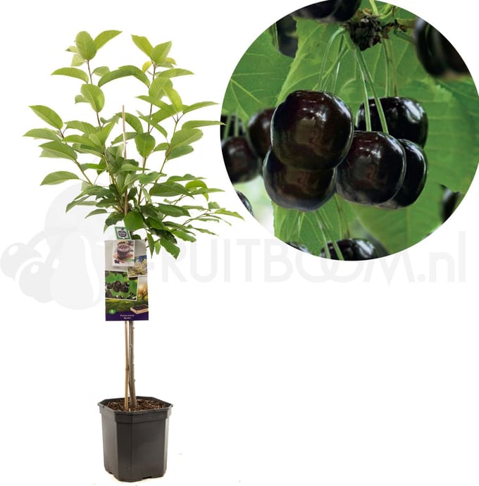 Kersenboom - Prunus avium Burlat - zoete kers - laagstam - 150cm