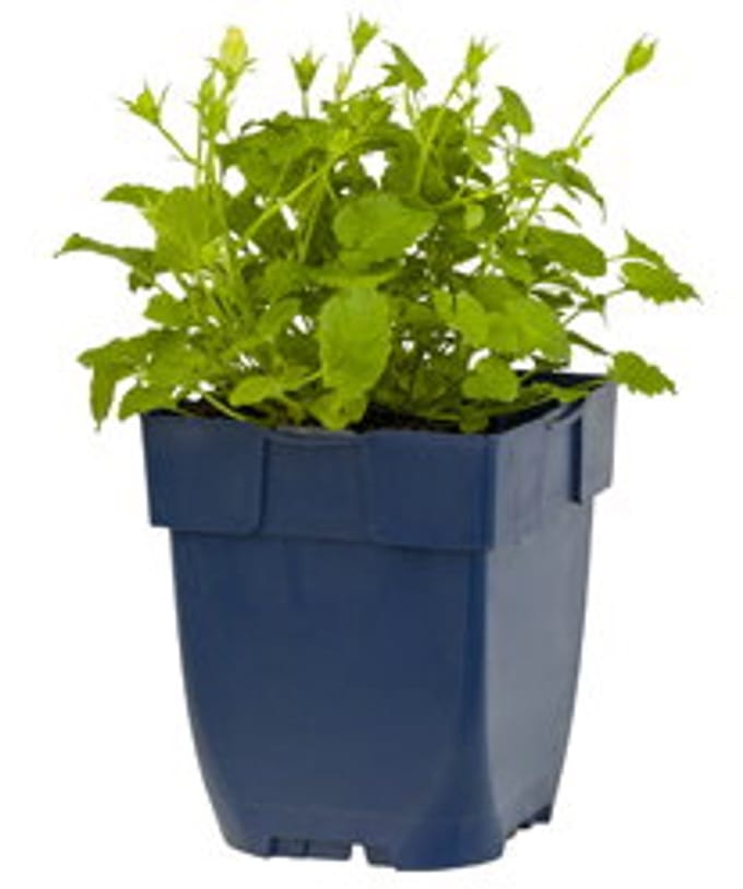 Griffioen - Campanula carp. 'Weisse Clips'