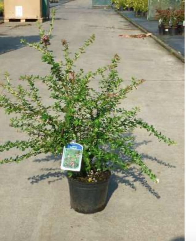 Escallonia 'Dart's Rosyred' 40 - 50 cm in pot