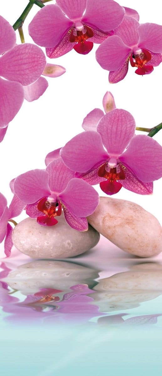 Flowers Orchids Photo Wallcovering