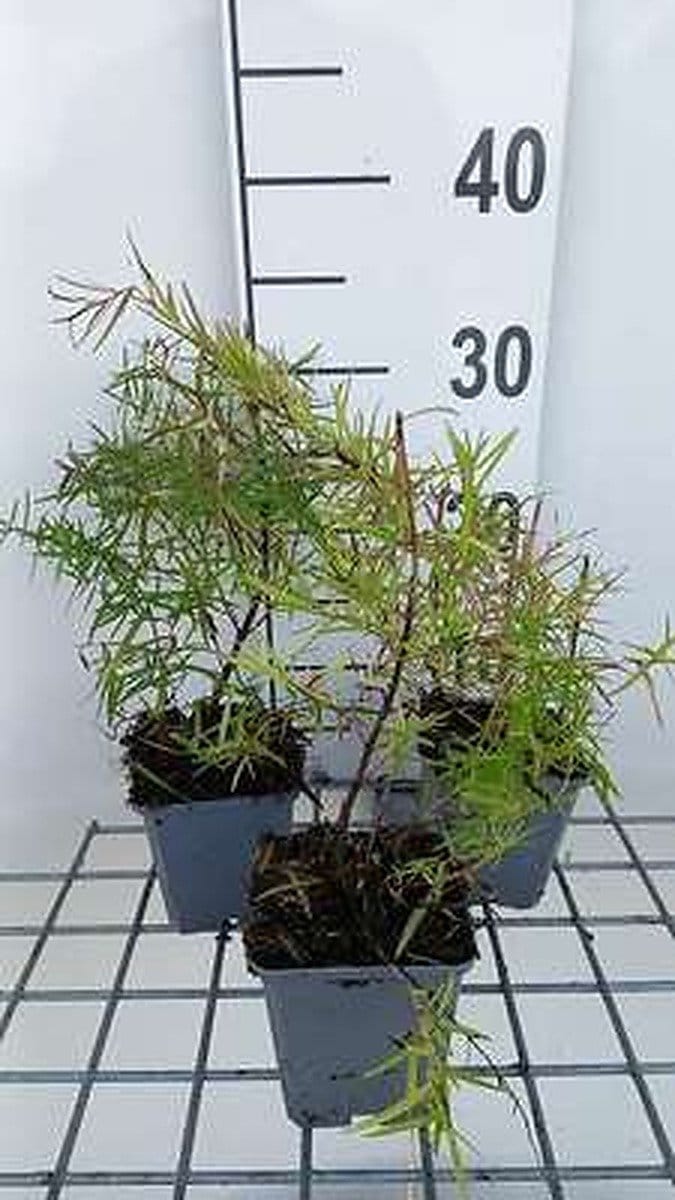 6x Pycnanthemum - Pycnanthemum flexuosum (tenuifolium) | 9x9 cm pot