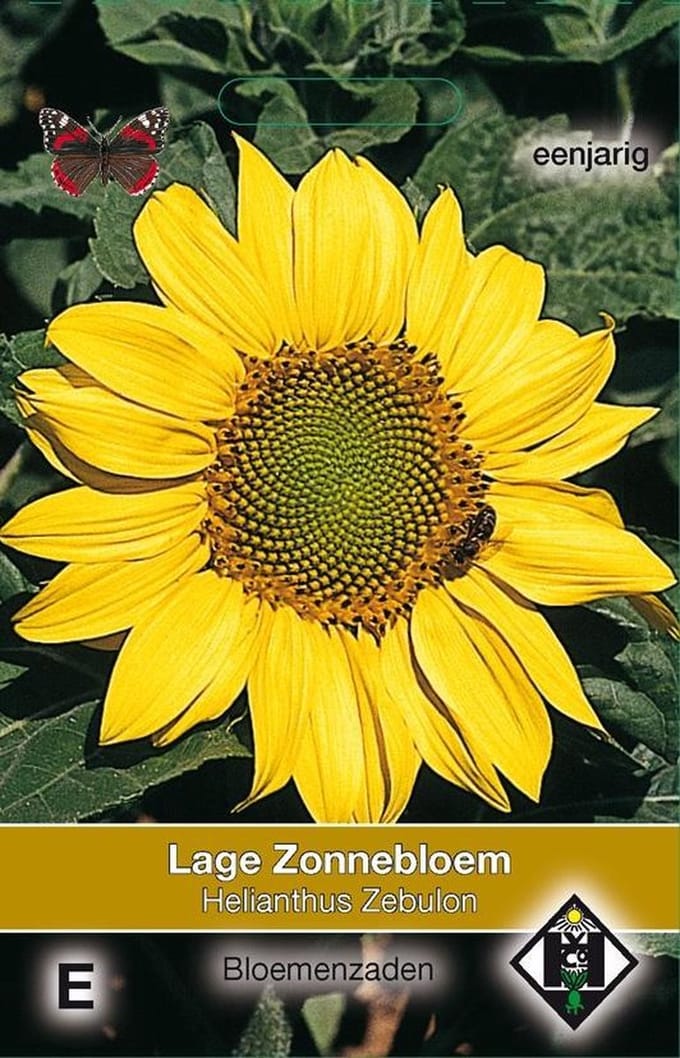 Van Hemert -  Zonnebloem Zebulon (Helianthus annuus)