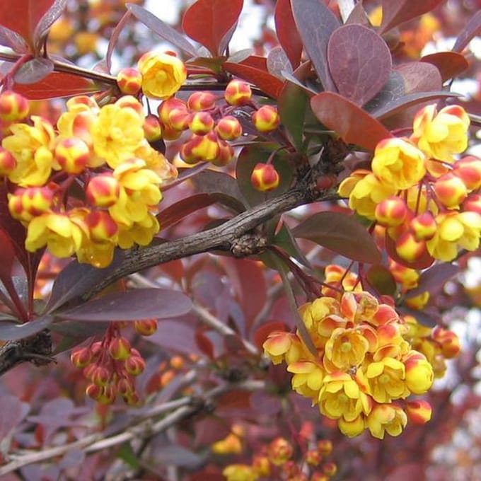 Berberis Ottawensis 'Superba' - Zuurbes 40 - 50 cm in pot