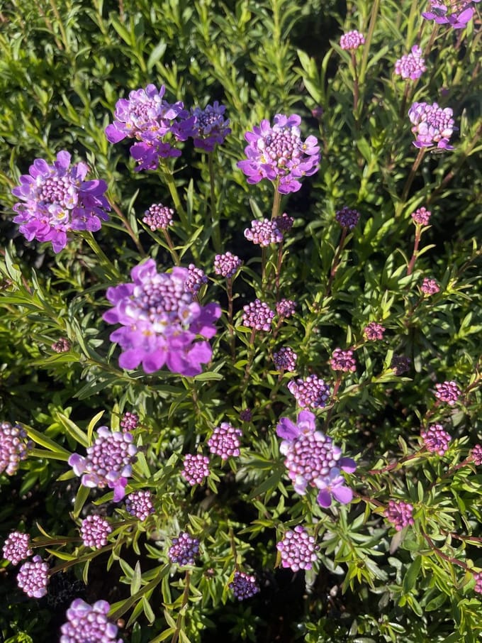 6x Scheefbloem - Iberis semp. 'Absolutely Amethyst' | 9x9 cm pot
