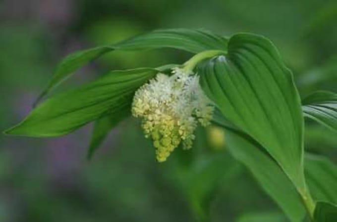 6 x SMILACINA RACEMOSA - Valse salomonszegel - pot 9 x 9 cm
