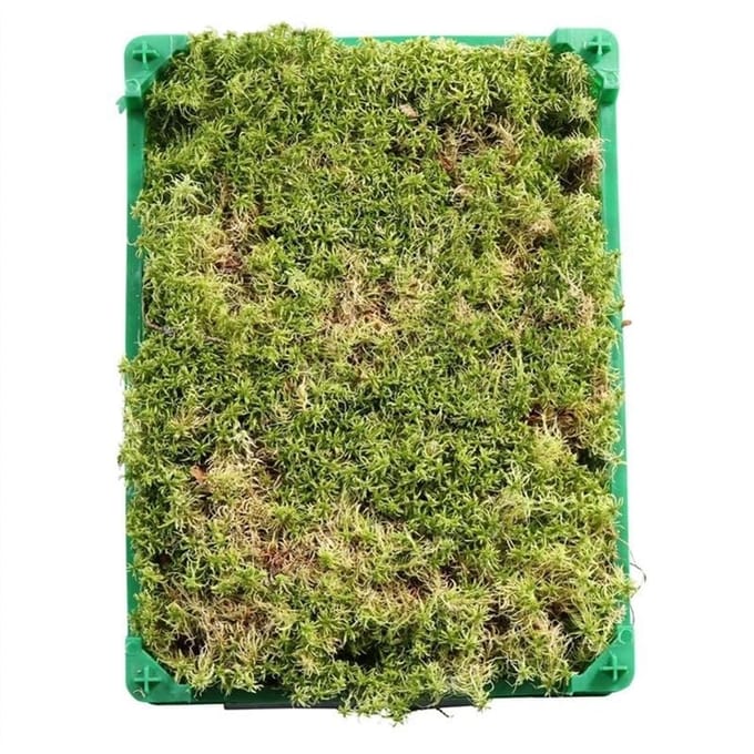 JUNAVERA Levend Sphagnum Mos in Krat - 5 Liter